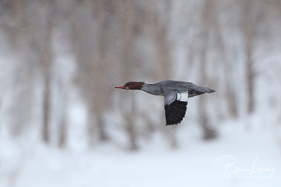 Female Red-breasted Merganser in Flight on a Snowy Day