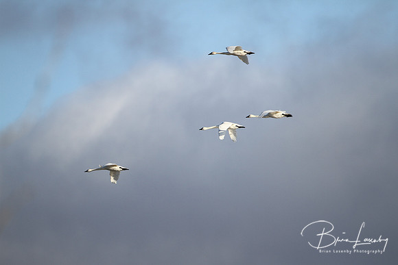 Tundra Swans - Ontario, Canada