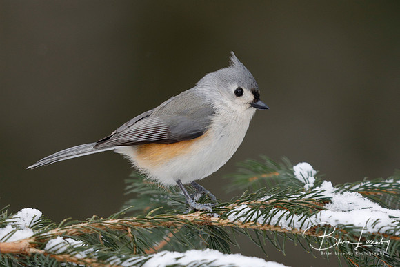 Tufted Titmouse