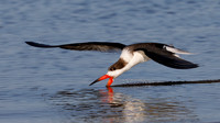 Black Skimmer (Rynchops niger)