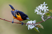 Male Baltimore Oriole (Icterus galbula) - Grand Bend, ON