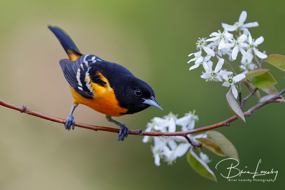 Male Baltimore Oriole (Icterus galbula) - Grand Bend, ON