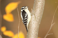 Downy Woodpecker