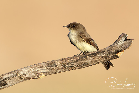 Eastern Phoebe - Texas