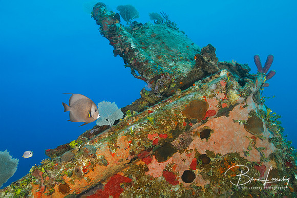 Tropical Fish and Coral Encrusted Shipwreck - Roatan, Honduras