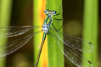 Emerald Spreadwing