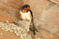 Barn Swallow Perched on Partially Built Mud Nest