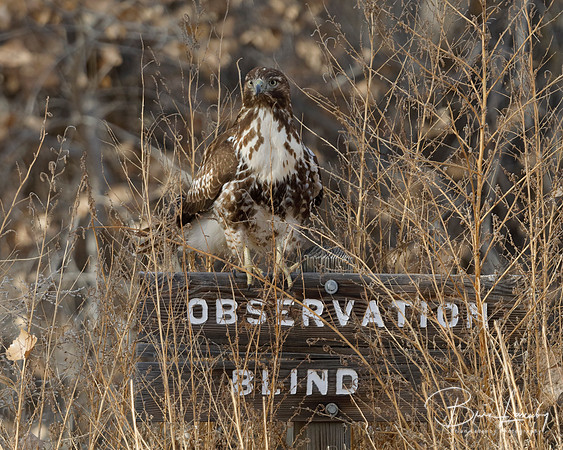 Juvenile Red-tailed Hawk perched on a sign for an Observation Bl