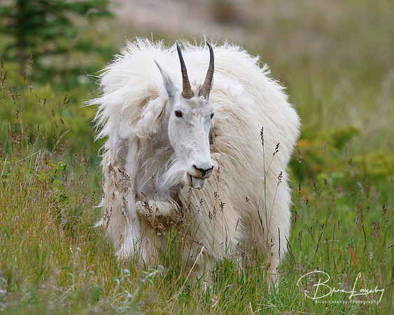 Mountain Goat Shedding its Winter Coat - Jasper National Park