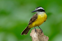 Lesser Kiskadee Perched on a Stump , Panama
