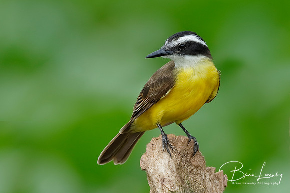 Lesser Kiskadee Perched on a Stump , Panama