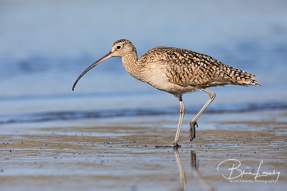 Long-billed Curlew foraging at the edge of an estuary