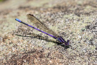 Male Variable Dancer damselfly - Ontario, Canada
