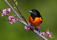Male Baltimore Oriole (Icterus galbula) - Grand Bend, ON