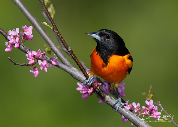 Male Baltimore Oriole (Icterus galbula) - Grand Bend, ON