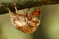 Cicada Exoskeleton