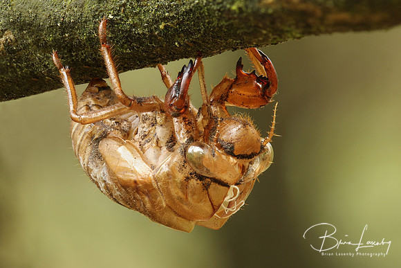 Cicada Exoskeleton