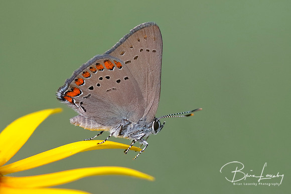 Coral Hairstreak perched on a Black-eyed Susan petal