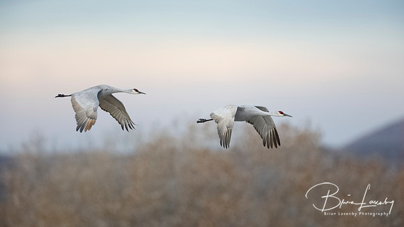 Sandhill Cranes in flight - New Mexico