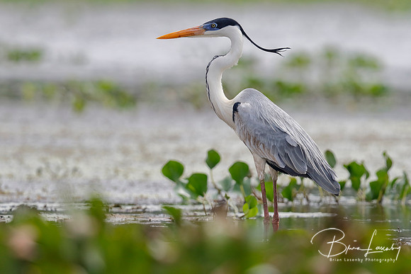 Cocoi Heron (Ardea cocoa)