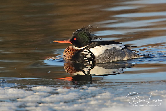 Male Red-breasted Merganser (Mergus serrator ) on a partially fr