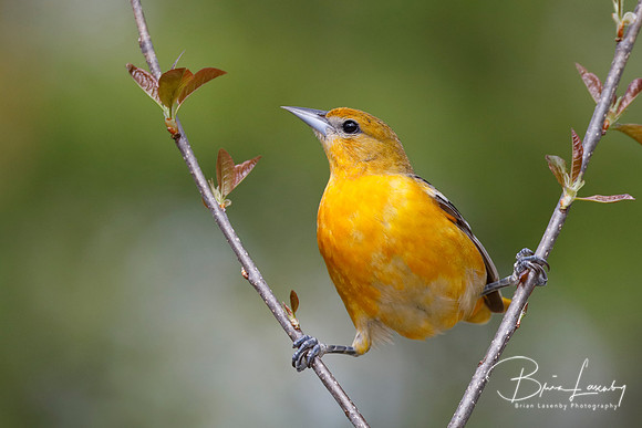 Female Baltimore Oriole (Icterus galbula) - Grand Bend, ON