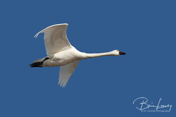 Tundra Swan in Flight Against a Deep Blue Sky