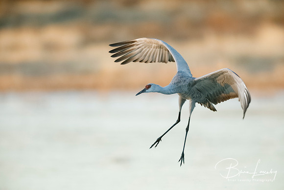 Sandhill Crane approaching for a landing - New Mexico