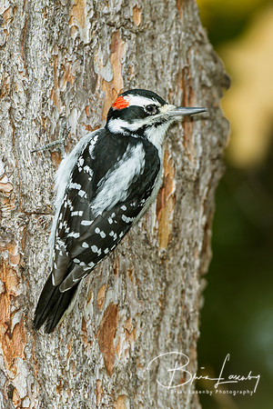Hairy Woodpecker on a Red Pine
