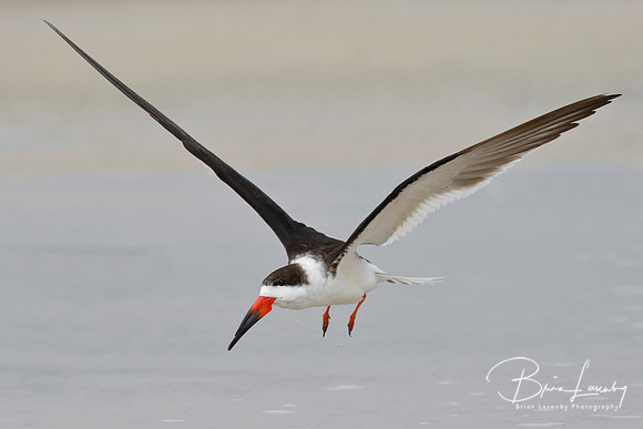 Black Skimmer (Rynchops niger)