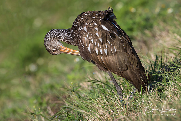 Limpkin Preening its Feathers - Florida
