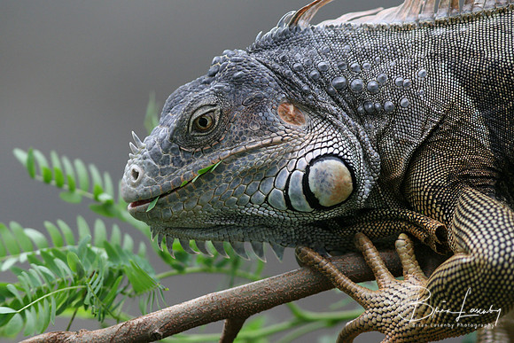 Iguana - Roatan
