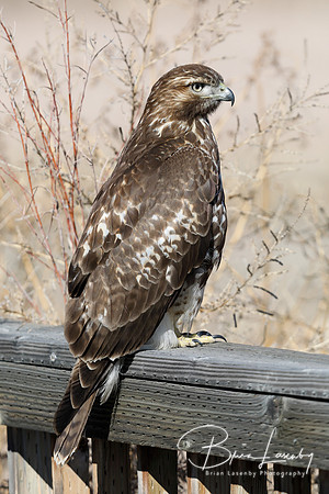 Juvenile Red-tailed Hawk perched on a deck railing - New Mexico