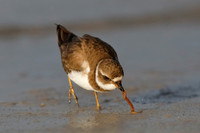 Semipalmated Plover extracting a worm from the sand on a Gulf of