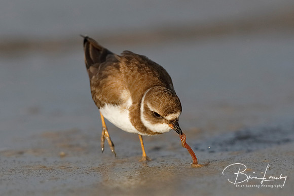 Semipalmated Plover extracting a worm from the sand on a Gulf of
