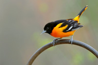 Male Baltimore Oriole (Icterus galbula) - Grand Bend, ON