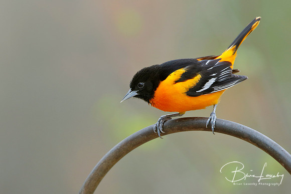 Male Baltimore Oriole (Icterus galbula) - Grand Bend, ON