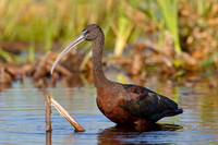 Glossy Ibis wading in a cattail marsh - Florida