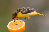 Female Baltimore Oriole (Icterus galbula) - Grand Bend