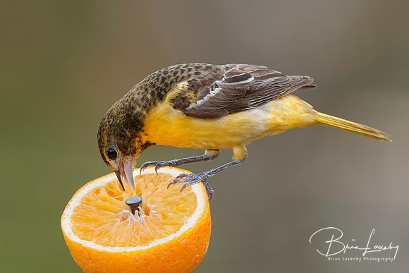 Female Baltimore Oriole (Icterus galbula) - Grand Bend