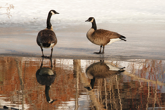 Pair of Canada Geese Standing on Ice with Reflection