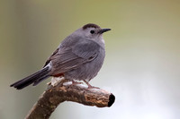 Gray Catbird - Grand Bend, ON