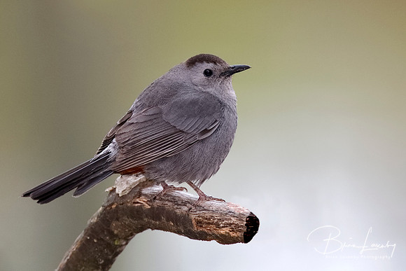 Gray Catbird - Grand Bend, ON