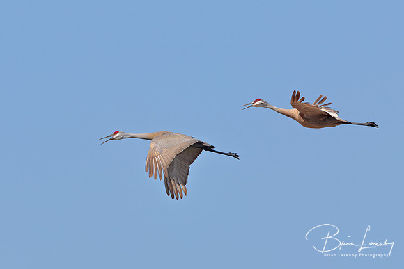 Sandhill Cranes