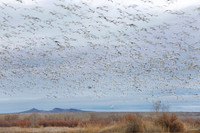 Large flock of Snow Geese blurred in flight - New Mexico