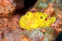 Longlure Frogfish perched on a sponge