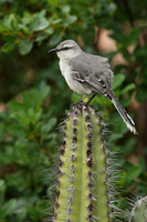Mimidae