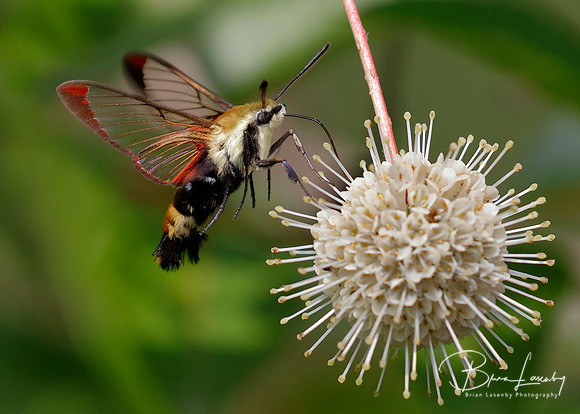 Snowberry Clearwing moth