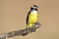 Great Kiskadee - Texas