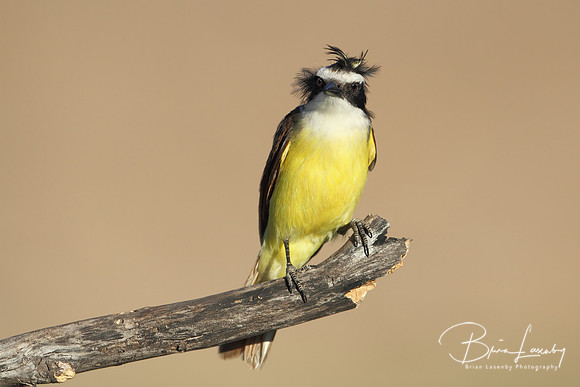 Great Kiskadee - Texas